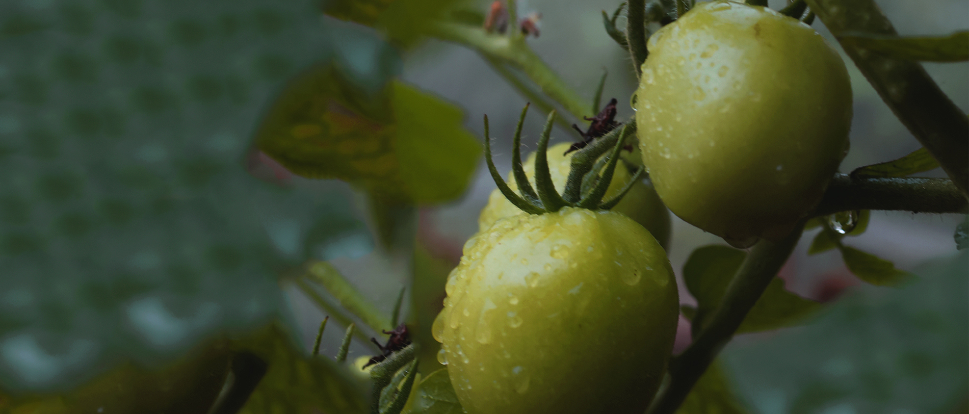 Vegetable Garden